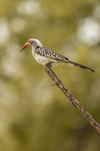 Close-up of bird perching on branch