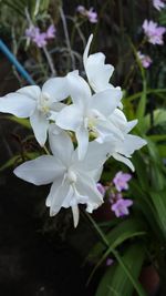 Close-up of white flowers blooming outdoors