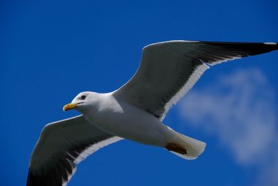 Low angle view of seagull flying