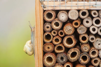 Close-up of snail on wooden shelf outdoors