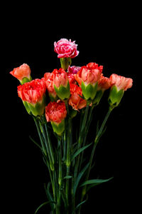 Close-up of red rose against black background