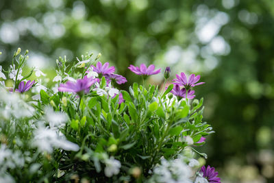 Beautiful purple american daisy flowers and white lobelia flowers. balcony. 