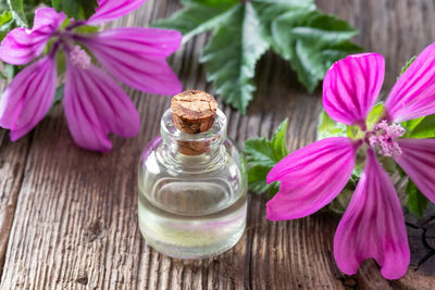 High angle view of pink flowering plant on table