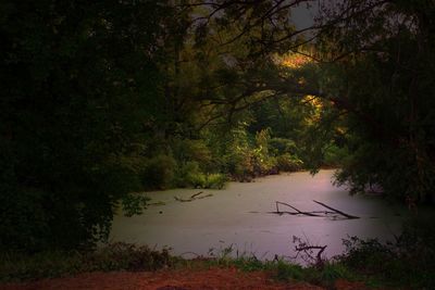 Scenic view of lake in forest