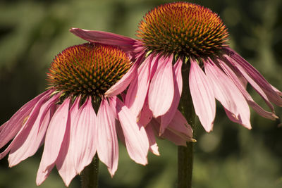 Close-up of pink flower
