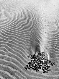 High angle view of lizard on beach
