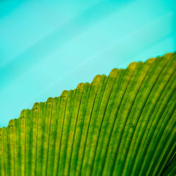 Close-up of palm tree leaves on plant