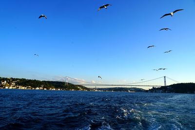 Seagulls flying over sea against blue sky