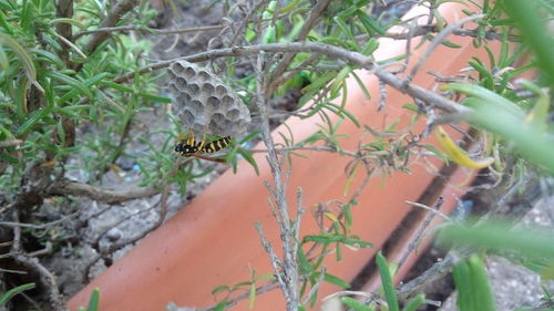 Close-up of a lizard on tree