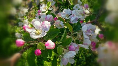 Close-up of pink flowers