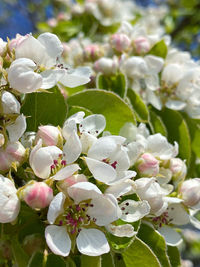 Close-up of white flowering plant