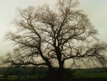 Silhouette bare tree on field against sky