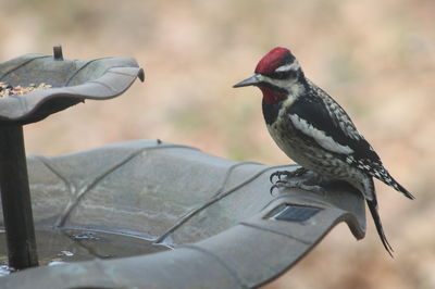 Close-up of bird perching on water