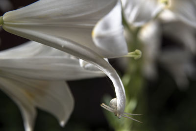 Close-up of white flowering plant