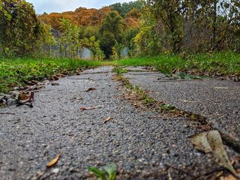 Surface level of road amidst trees