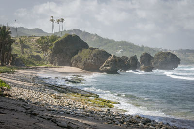 Coral reef boulders on the beach at bathsheba, barbados