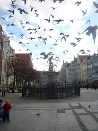 Birds flying over city