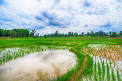 Scenic view of agricultural field against sky