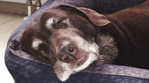 Close-up portrait of dog relaxing on floor