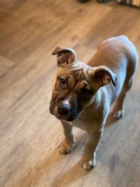 High angle portrait of dog on hardwood floor