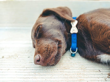 Close-up of a dog resting