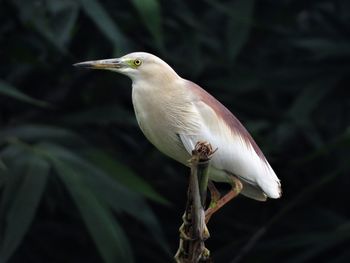 Pond heron perching on a tree