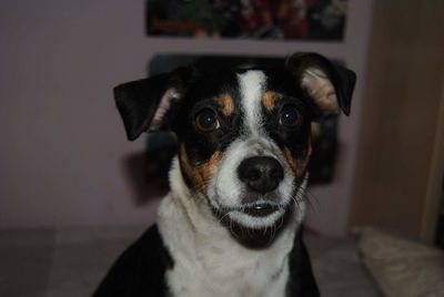 Close-up portrait of dog