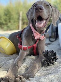 Dog looking away