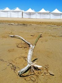 Driftwood on beach against sky