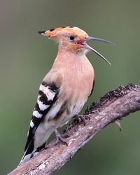 Close-up of bird perching on branch