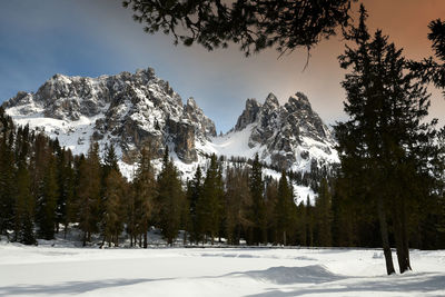 Trees on snow covered landscape against sky