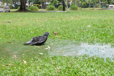 Duck on field