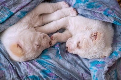 Close-up of cat sleeping on bed