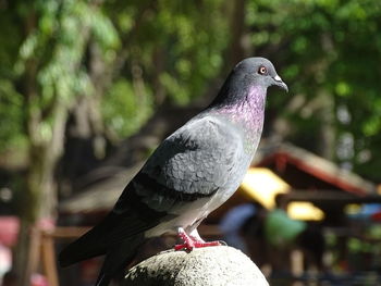 Close-up of bird perching on tree