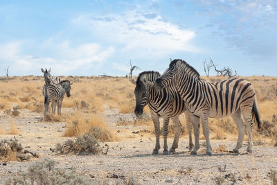 Burchell's zebras in etosha national park, namibia