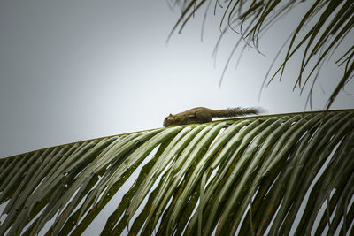 Low angle view of coconut palm tree against clear sky