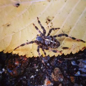 Close-up of spider on web