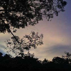 Low angle view of silhouette trees against sky
