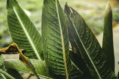 Close-up of green leaves on plant