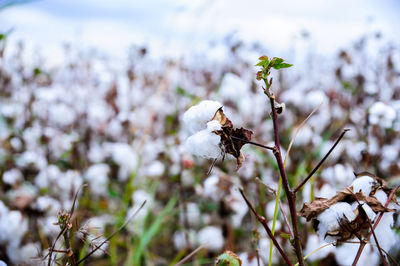 Close-up of white flowers in winter