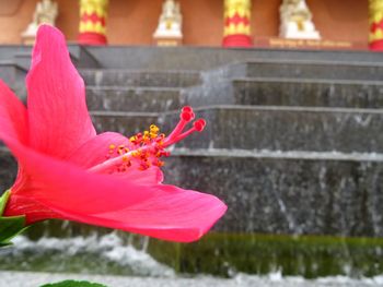 Close-up of pink flower