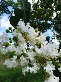 Low angle view of white apple blossoms in spring