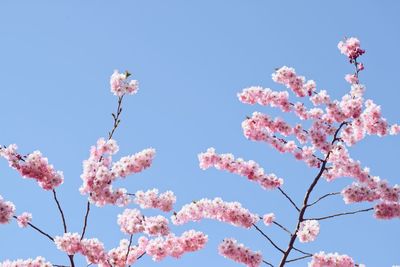 Low angle view of cherry blossoms against sky