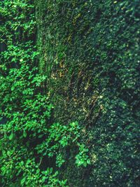 View of lush foliage