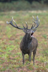 A red deer stag bellowing during the rut