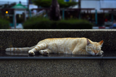 Cat sleeping in a city
