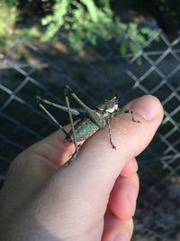 Cropped image of hand holding lizard