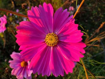 Close-up of pink flower