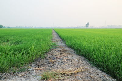 Scenic view of farm against sky