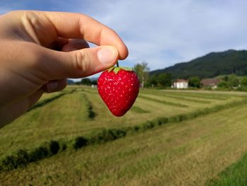 Cropped hand holding strawberry over field